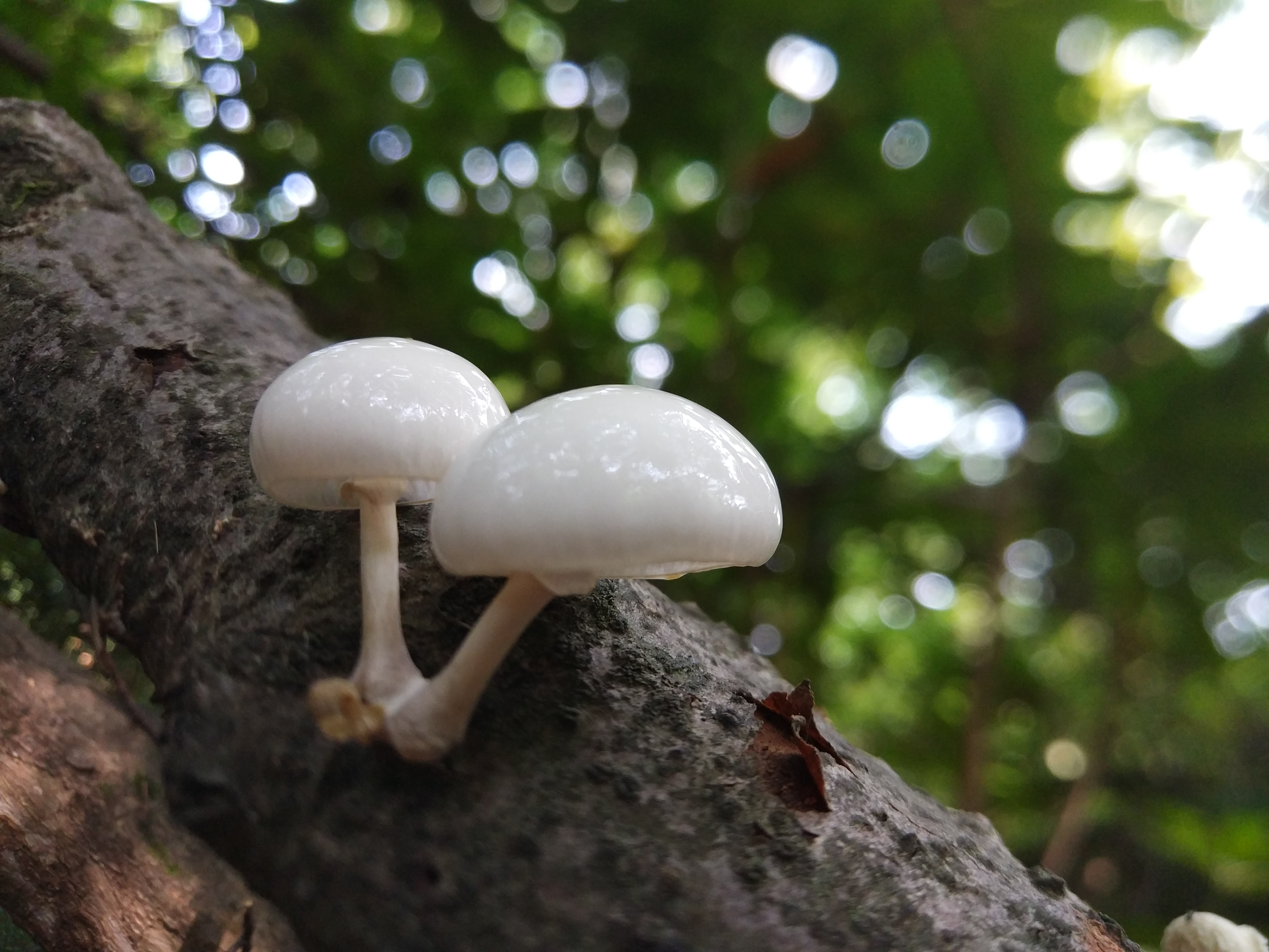 Oudemansiella mucida, also known as the porcelain fungus, busy eating some dead beech